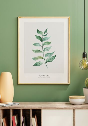 Affiche Buckleya distichophylla plante - 40 x 30 cm 4