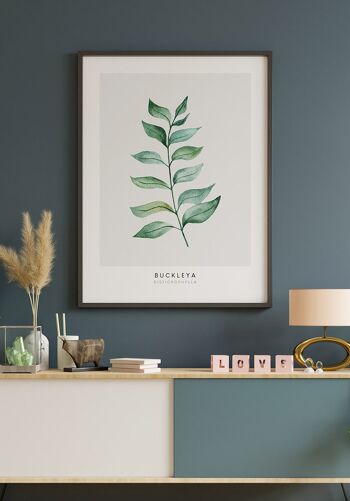 Affiche Buckleya distichophylla plante - 40 x 30 cm 6