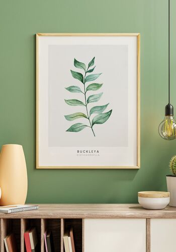 Affiche Buckleya distichophylla plante - 100 x 70 cm 4