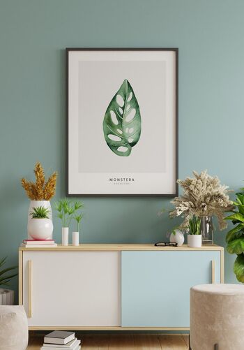 Affiche Plante Monstera Adansonii - 30 x 21 cm 2