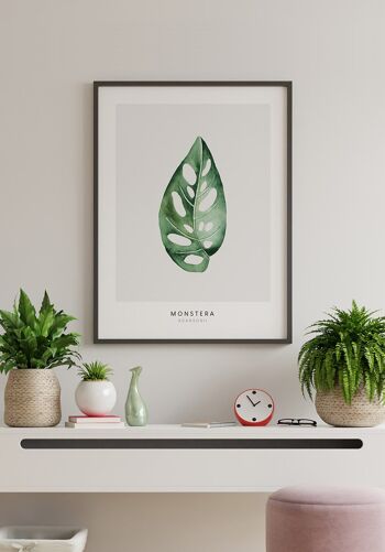 Affiche Plante Monstera Adansonii - 40 x 30 cm 3