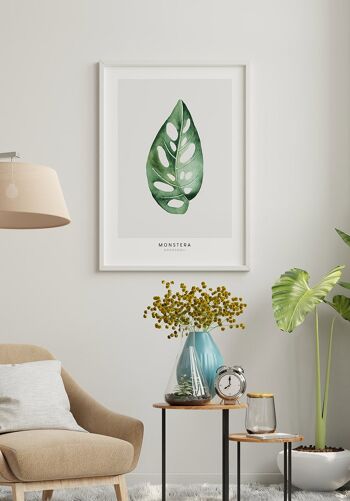 Affiche Plante Monstera Adansonii - 40 x 30 cm 4