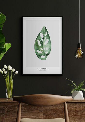 Affiche Plante Monstera Adansonii - 40 x 30 cm 5