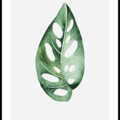 Poster Monstera Adansonii Pflanze - 50 x 40 cm