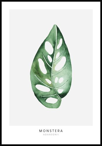 Affiche Plante Monstera Adansonii - 50 x 40 cm 1