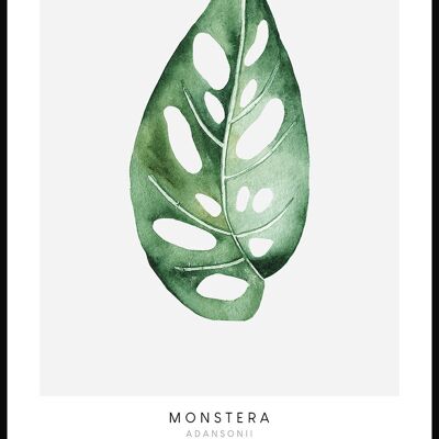 Poster Monstera Adansonii Pflanze - 70 x 50 cm