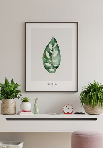 Affiche Plante Monstera Adansonii - 100 x 70 cm 3