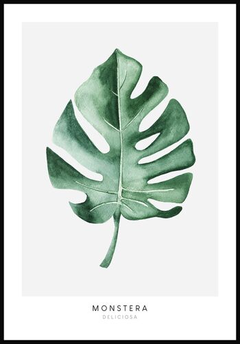 Affiche Plante Monstera Deliciosa - 30 x 21 cm 1