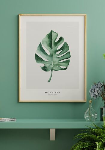 Affiche Plante Monstera Deliciosa - 30 x 21 cm 3