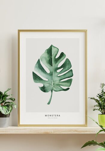 Affiche Plante Monstera Deliciosa - 30 x 21 cm 4