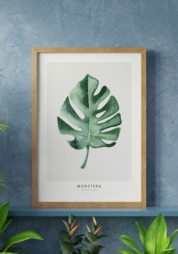 Affiche Plante Monstera Deliciosa - 70 x 50 cm 6