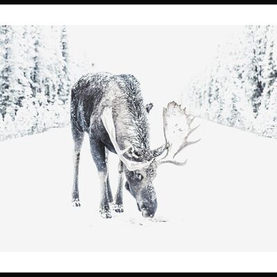 Affiche Renne dans la neige - 21 x 30 cm