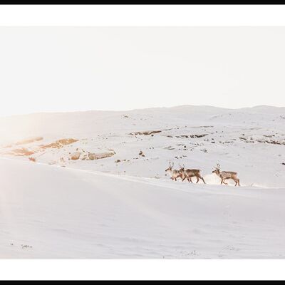 Reindeer in the Snow Poster - 21 x 30 cm