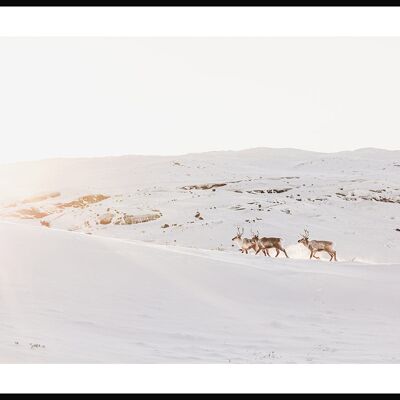 Rentiere im Schnee Poster - 50 x 70 cm