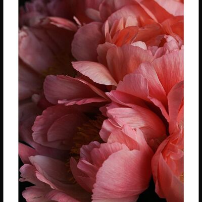 Affiche photographie florale avec fleurs roses - 21 x 30 cm