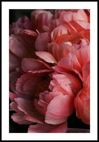 Affiche photographie florale avec fleurs roses - 21 x 30 cm 1