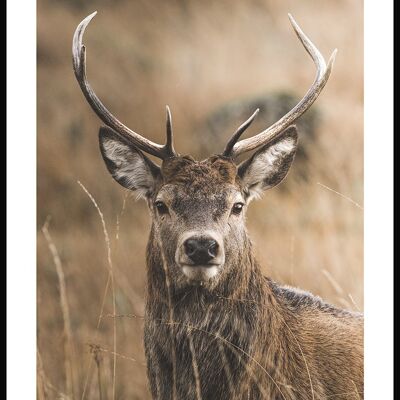 Deer in the Grass Poster - 21 x 30 cm