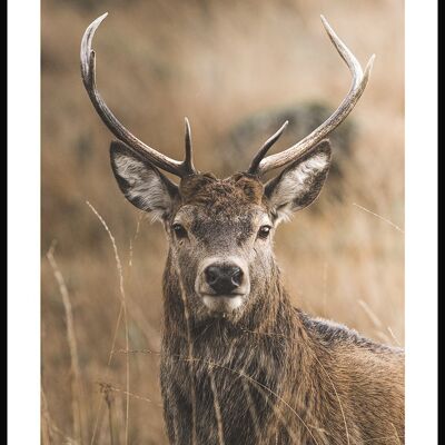 Hirsch im Gras Poster - 21 x 30 cm