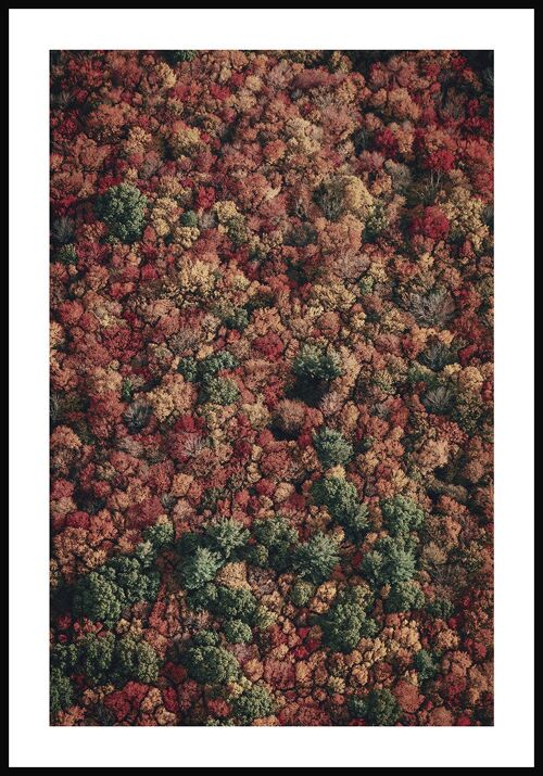 Herbstwald von oben Poster - 70 x 50 cm