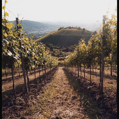 Fotografie Poster Stuttgarter Weinberge - 40 x 30 cm