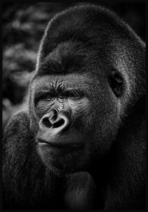 Schwarz-weiß Fotografie Gorilla - 21 x 30 cm
