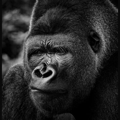 Black and white photograph Gorilla - 21 x 30 cm