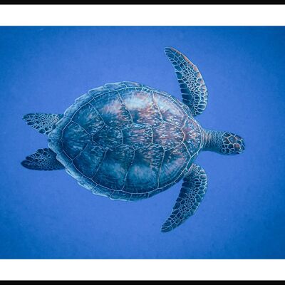 Turtle in the Sea Poster - 21 x 30 cm
