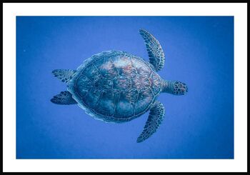 Affiche Tortue dans la mer - 21 x 30 cm 1