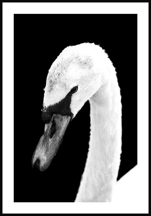 Weißer Schwan Poster - 21 x 30 cm