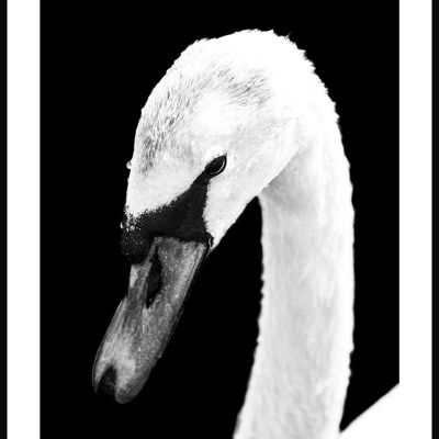 White Swan Poster - 21 x 30 cm