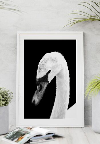 Affiche Cygne Blanc - 21 x 30 cm 4