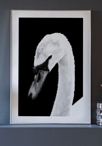 Affiche Cygne Blanc - 21 x 30 cm 5