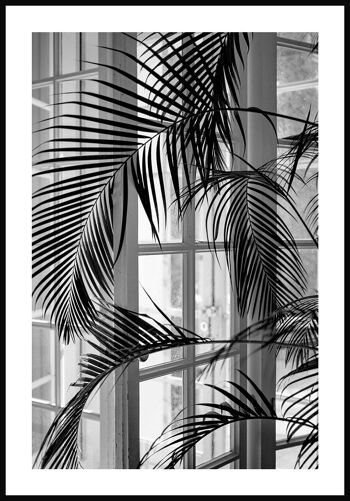 Photographie noir et blanc d'un palmier près de la fenêtre - 21 x 30 cm 1