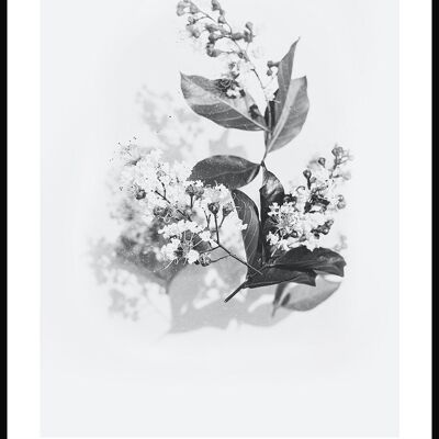 Schwarz-weiß Poster Fliederstrauß - 40 x 50 cm
