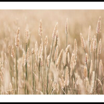 Poster golden wheat field - 40 x 50 cm