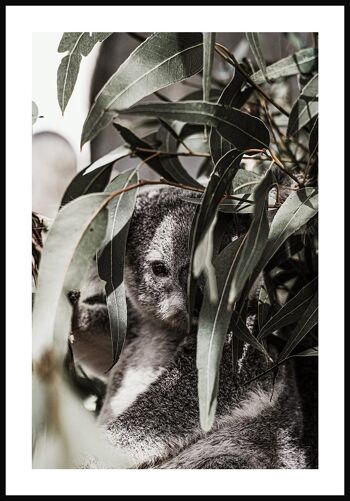 Affiche Ours Koala dans l'arbre - 21 x 30 cm 1