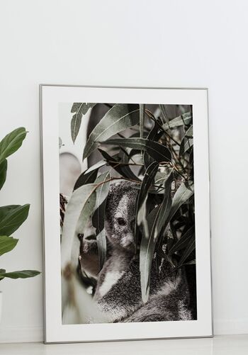 Affiche Ours Koala dans l'arbre - 21 x 30 cm 3