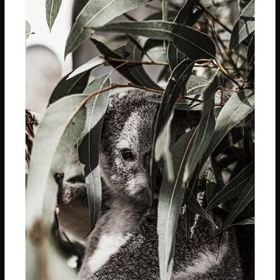 Affiche Ours Koala dans l'arbre - 30 x 40 cm