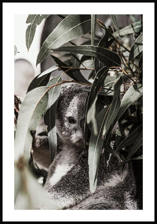 Koala Bär im Baum Poster - 40 x 50 cm