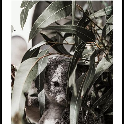 Koala Bär im Baum Poster - 50 x 70 cm