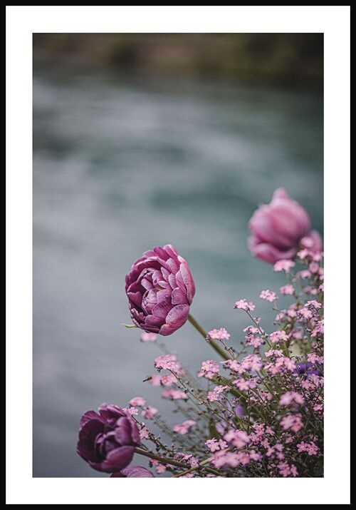 Florales Poster einer violetten Pfingstrose - 21 x 30 cm