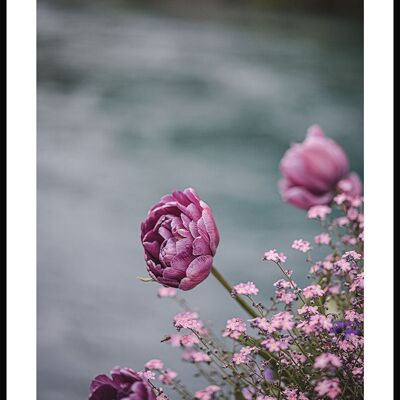 Affiche florale d'une pivoine violette - 21 x 30 cm