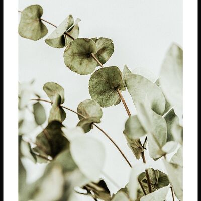 Photography Poster Eucalyptus Bush - 21 x 30 cm