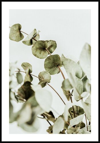 Affiche Photographie Buisson d'Eucalyptus - 21 x 30 cm 1