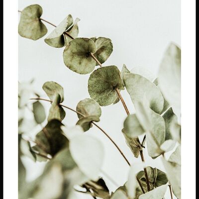 Fotografie Poster Eukalyptus-Strauch - 21 x 30 cm