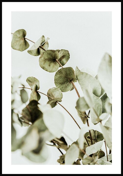 Fotografie Poster Eukalyptus-Strauch - 40 x 50 cm