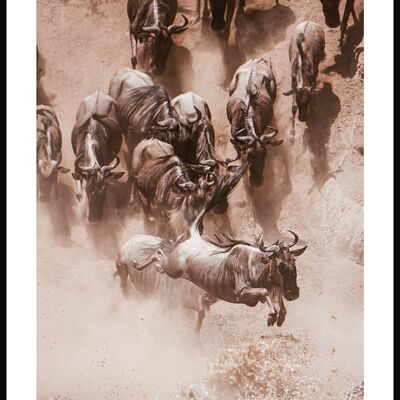 Fotografie Poster wilde Gnu-Herde - 21 x 30 cm