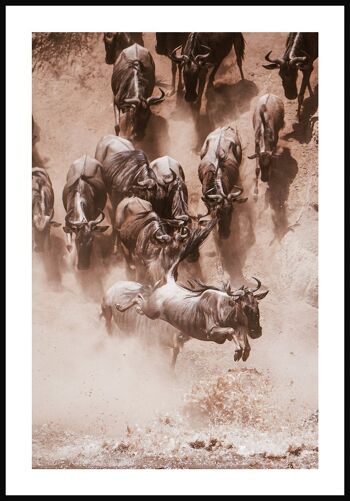 Affiche Photographie Troupeau de gnous - 30 x 40 cm 1