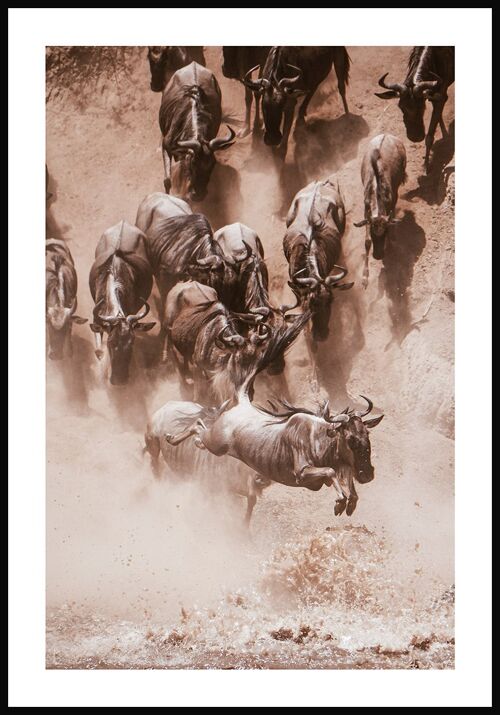 Fotografie Poster wilde Gnu-Herde - 50 x 70 cm
