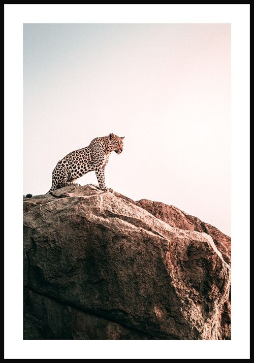 Leopard sitzt auf Felsen Poster - 21 x 30 cm